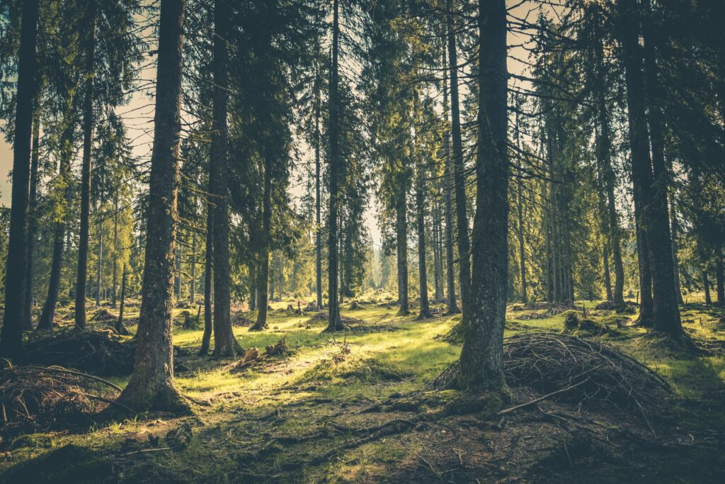 Le droit de préférence forestier